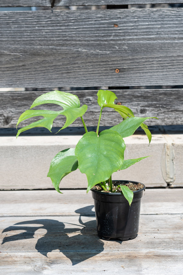 Rhaphidophora tetrasperma in front of grey wood background