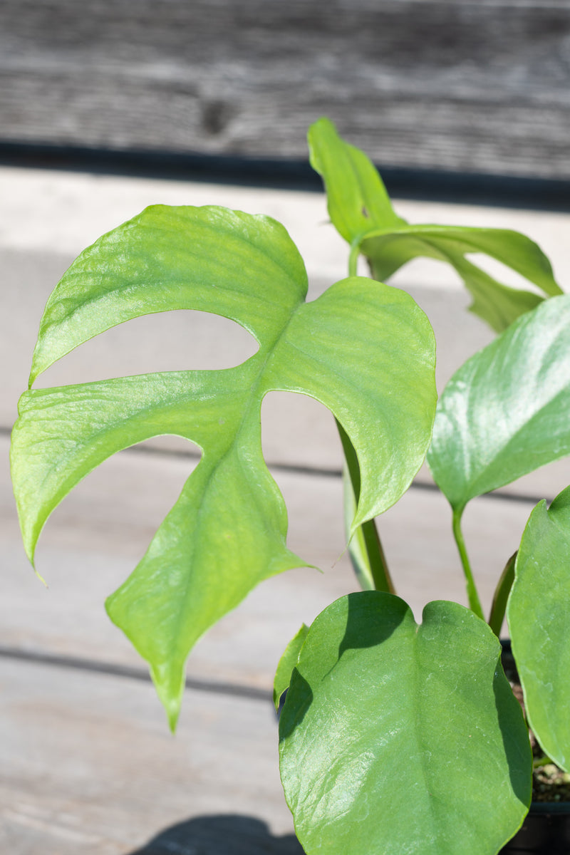 Close up of Rhaphidophora tetrasperma leaf