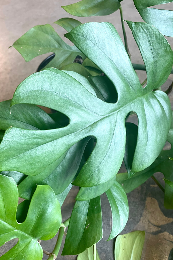 A detailed view of Rhaphidophora tetrasperma 6" against concrete backdrop