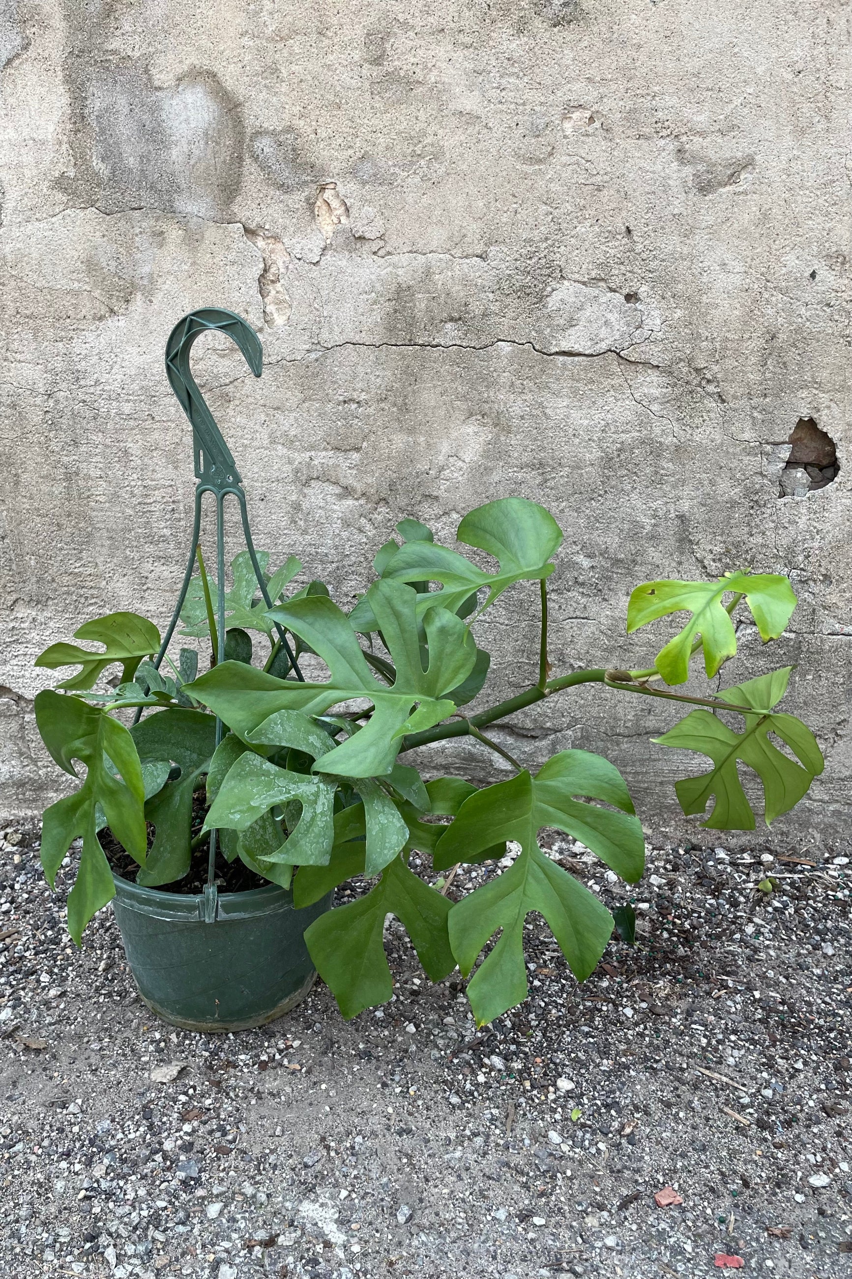 Rhaphidophora tetrasperma plant in a 8" growers pot. ©Sprout Home