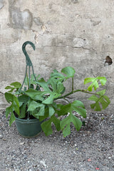Rhaphidophora tetrasperma plant in a 8" growers pot.