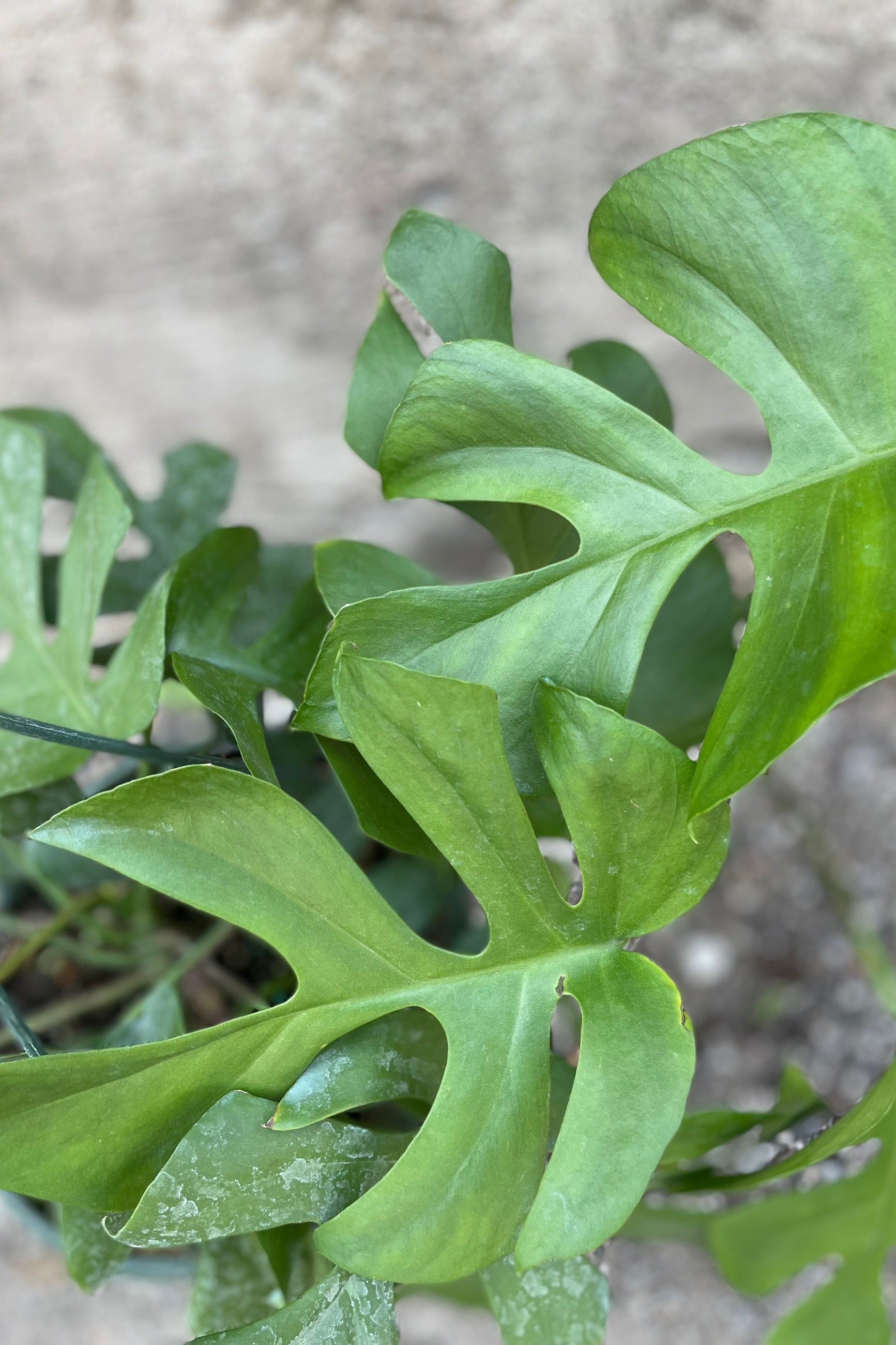 detail picture of the green leaves of the Rhaphidophora tetrasperma ©Sprout Home