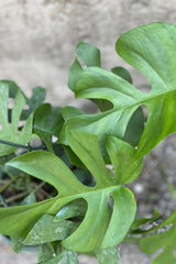 detail picture of the green leaves of the Rhaphidophora tetrasperma