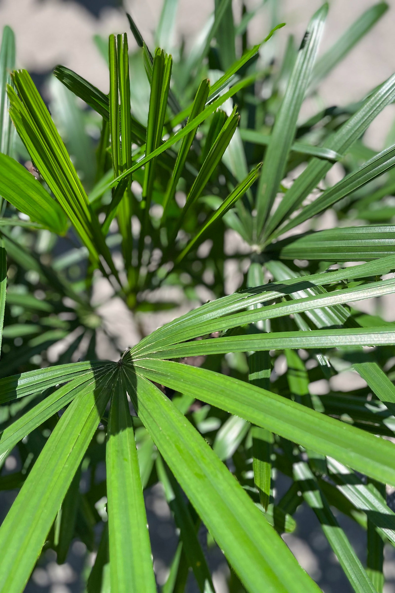 Close up of Rhapis excelsa foliage