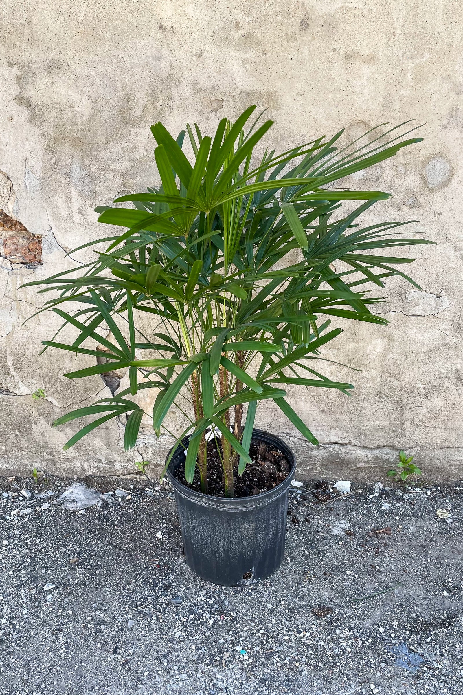 Large Rhapis excelsa potted in front of concrete wall