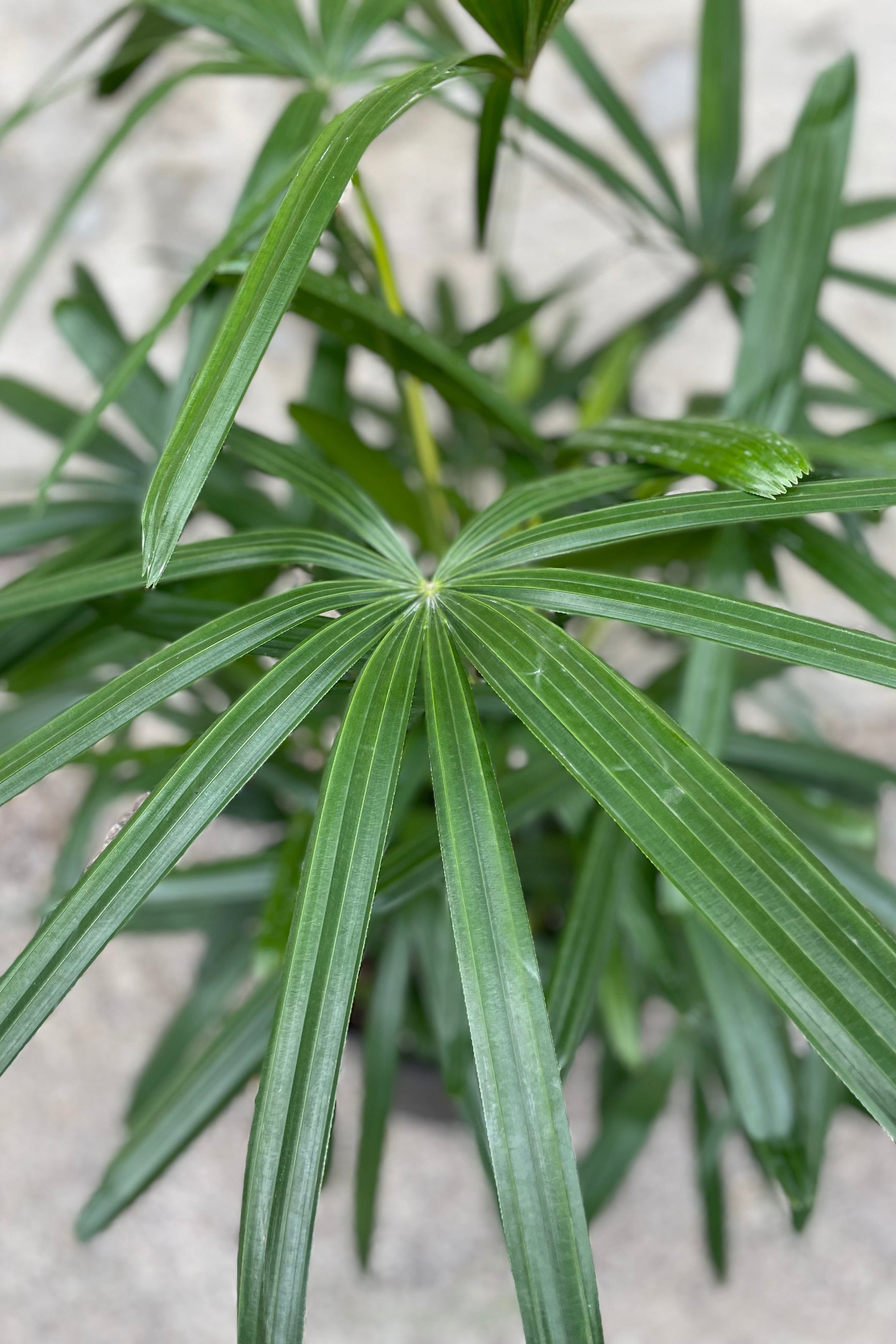 Close up of Rhapis excelsa palm fronds ©Sprout Home