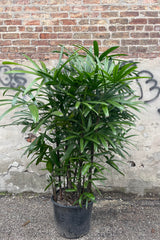 Rhapis excelsa palm in grow pot in front of concrete and brick wall