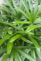 Photo of the green, pleated leaves of Rhapis excelsa palm tree.