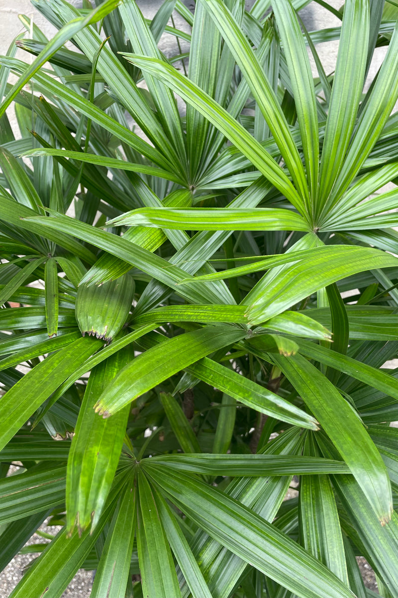 Photo of the green, pleated leaves of Rhapis excelsa palm tree.
