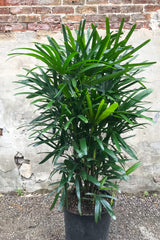 Rhapis excelsa in grow pot in front of concrete and brick wall