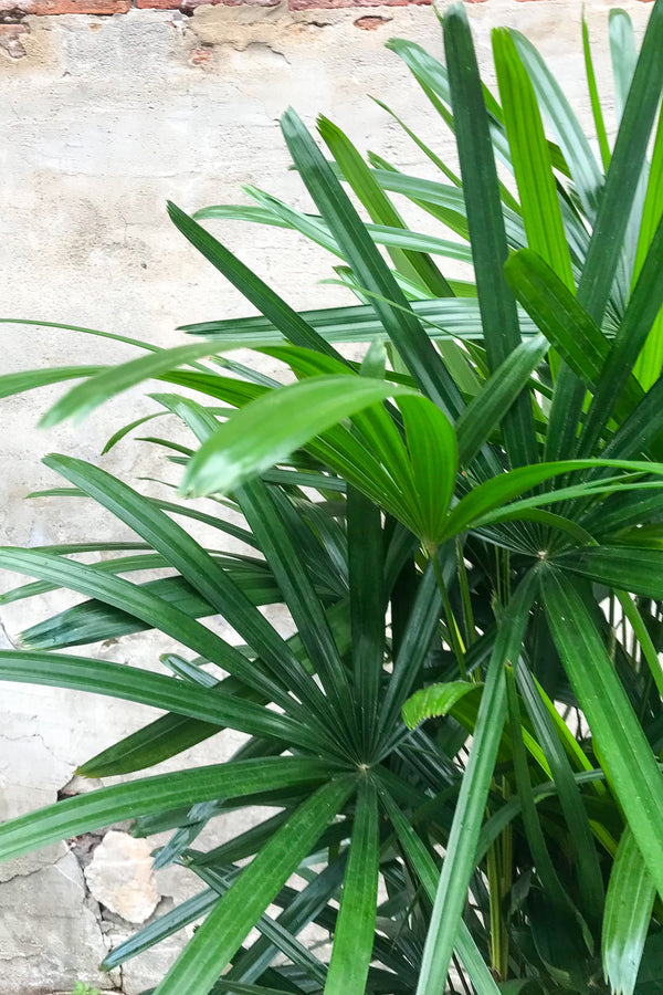 Close up of Rhapis excelsa leaves