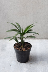 Rhapis excelsa plant in a 6 inch growers pot against a grey wall. 