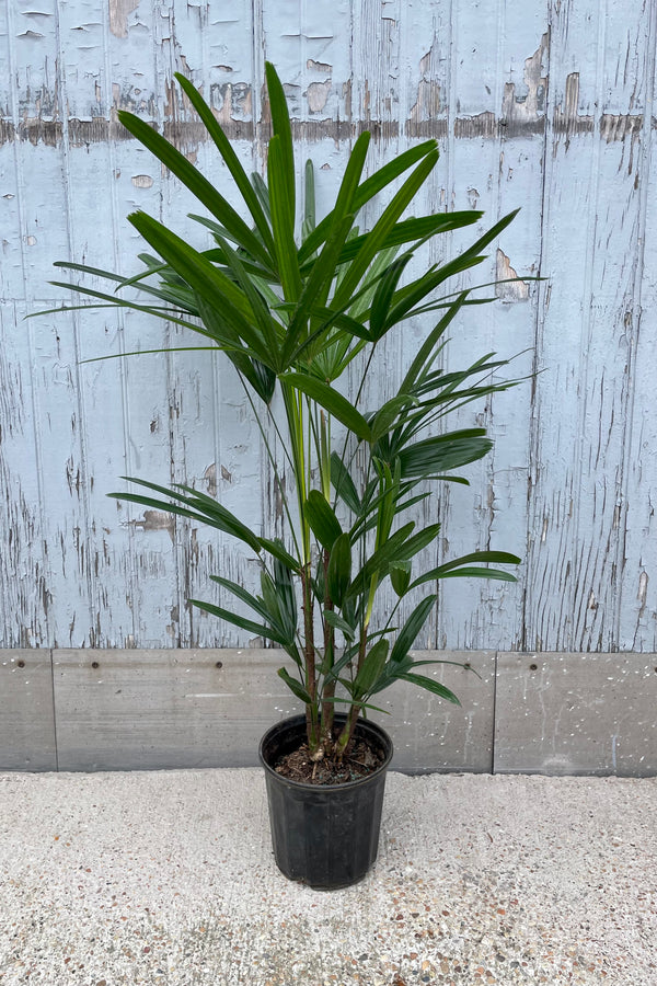 Rhapis excelsa in a 6" growers pot on the taller side at Sprout Home.
