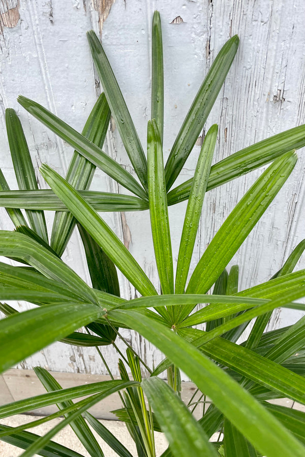 Rhapis excelsa detail of the palm hand shaped green leaves at Sprout Home. 