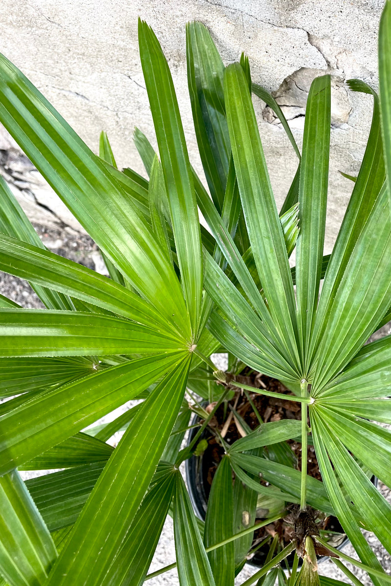 An overhead detailed view of the 8" Rhapis excelsa against a concrete backdrop
