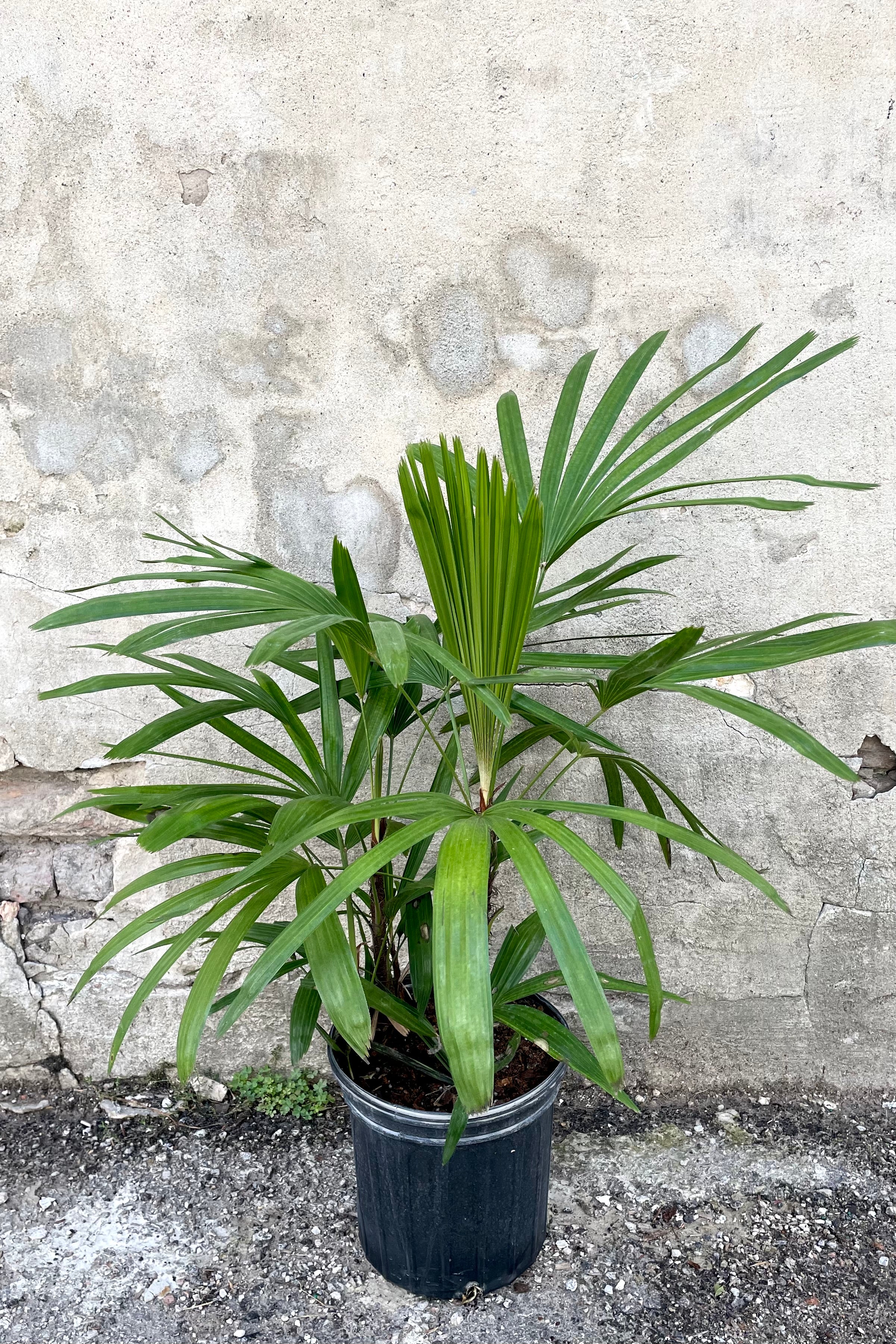 A frontal view of the 8" Rhapis excelsa in a grow pot against a concrete backdrop