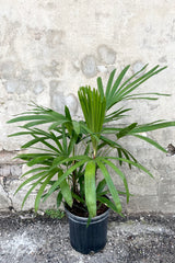 A frontal view of the 8" Rhapis excelsa in a grow pot against a concrete backdrop