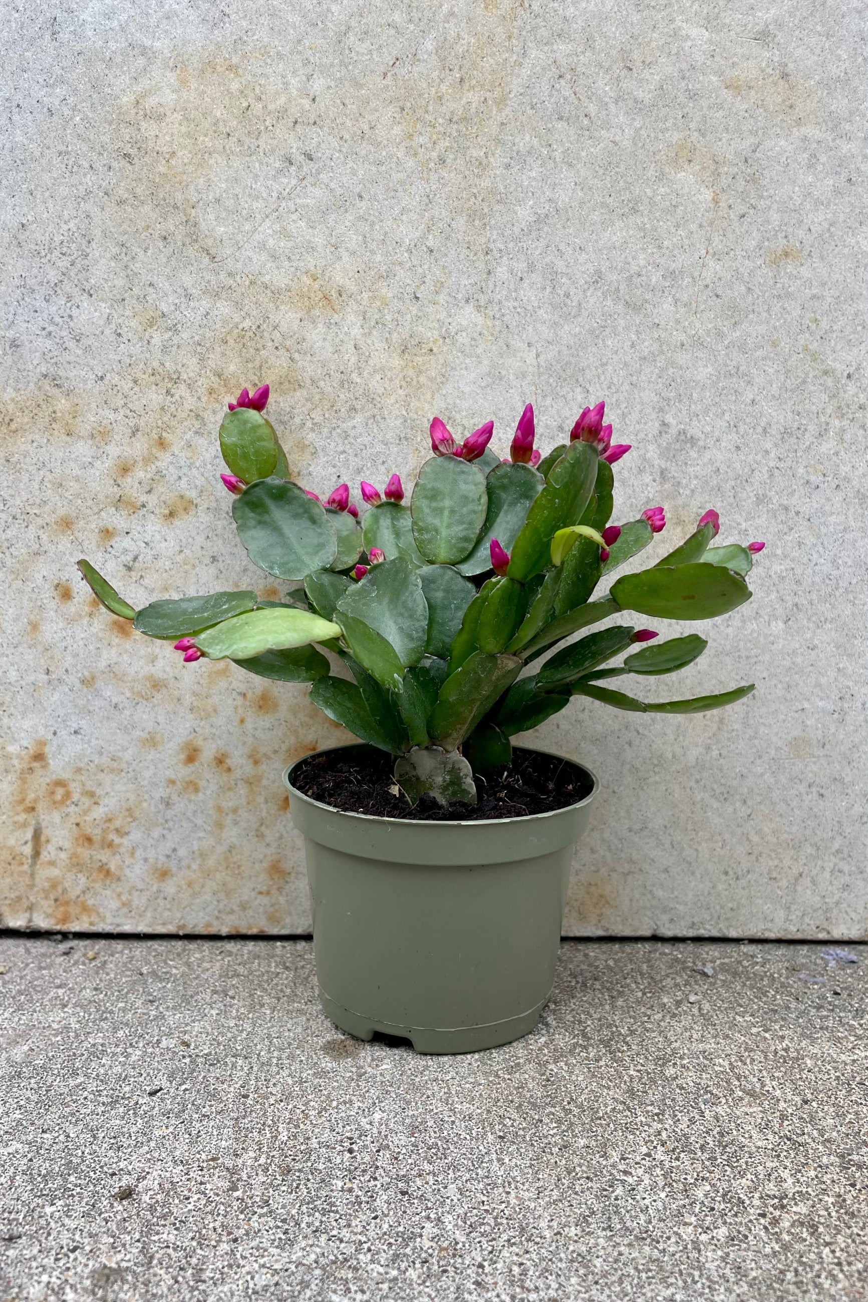Rhipsalidopsis "Spring Cactus" 4" green growers pot with green cactus with magenta prolific bloom against a grey wall ©Sprout Home