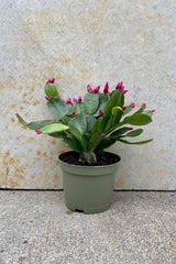 Rhipsalidopsis "Spring Cactus" 4" green growers pot with green cactus with magenta prolific bloom against a grey wall