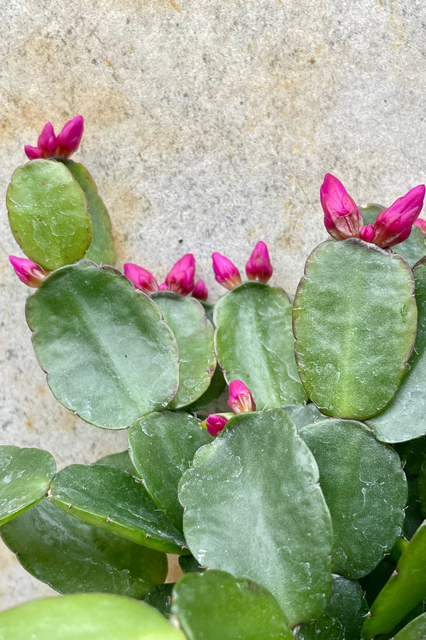 Rhipsalidopsis "Spring Cactus" 4" detail of green cactus with magenta prolific bloom against a grey wall