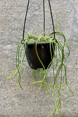 The Rhipsalis baccifera sits in a 6 inch growers pot against a grey backdrop.