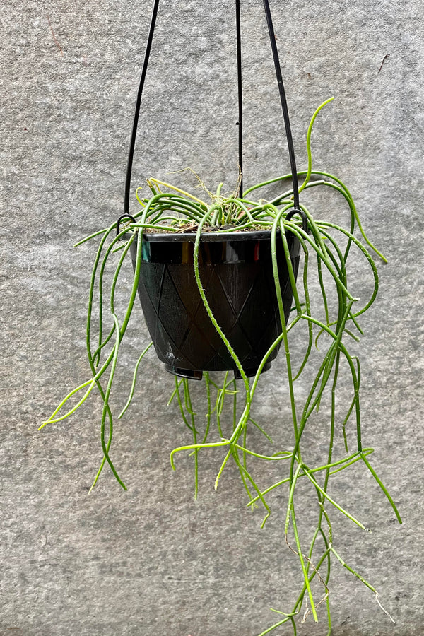 The Rhipsalis baccifera sits in a 6 inch growers pot against a grey backdrop.