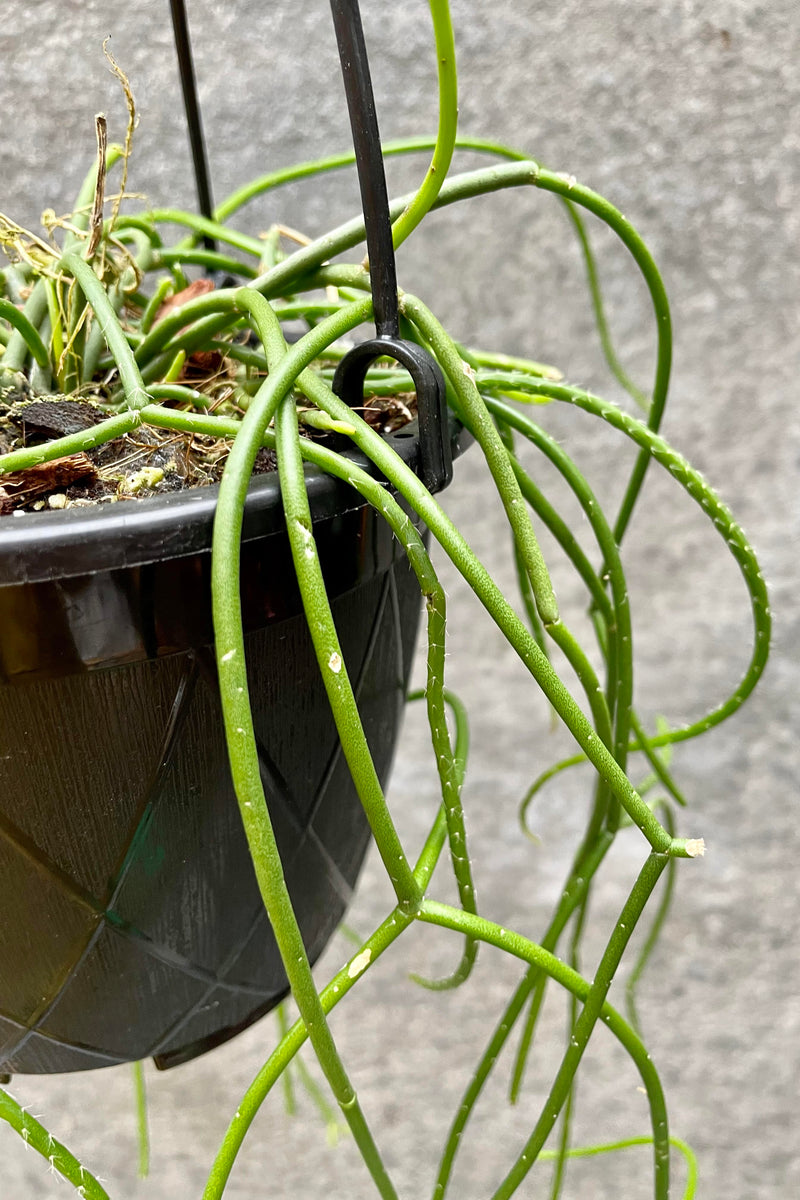 The foliage of the Rhipsalis baccifera cascades out of its growers pot.