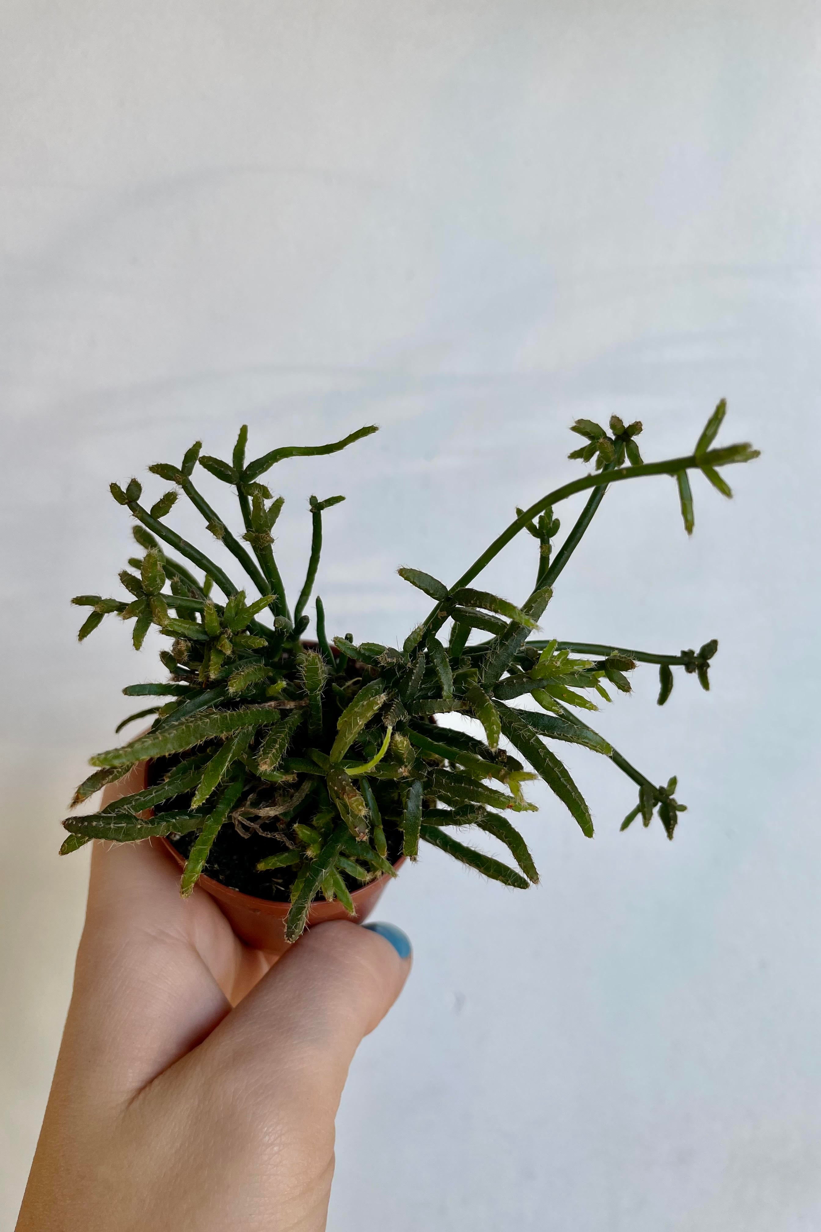 A hand holds the Rhipsallis sp. 2" against a white backdrop.