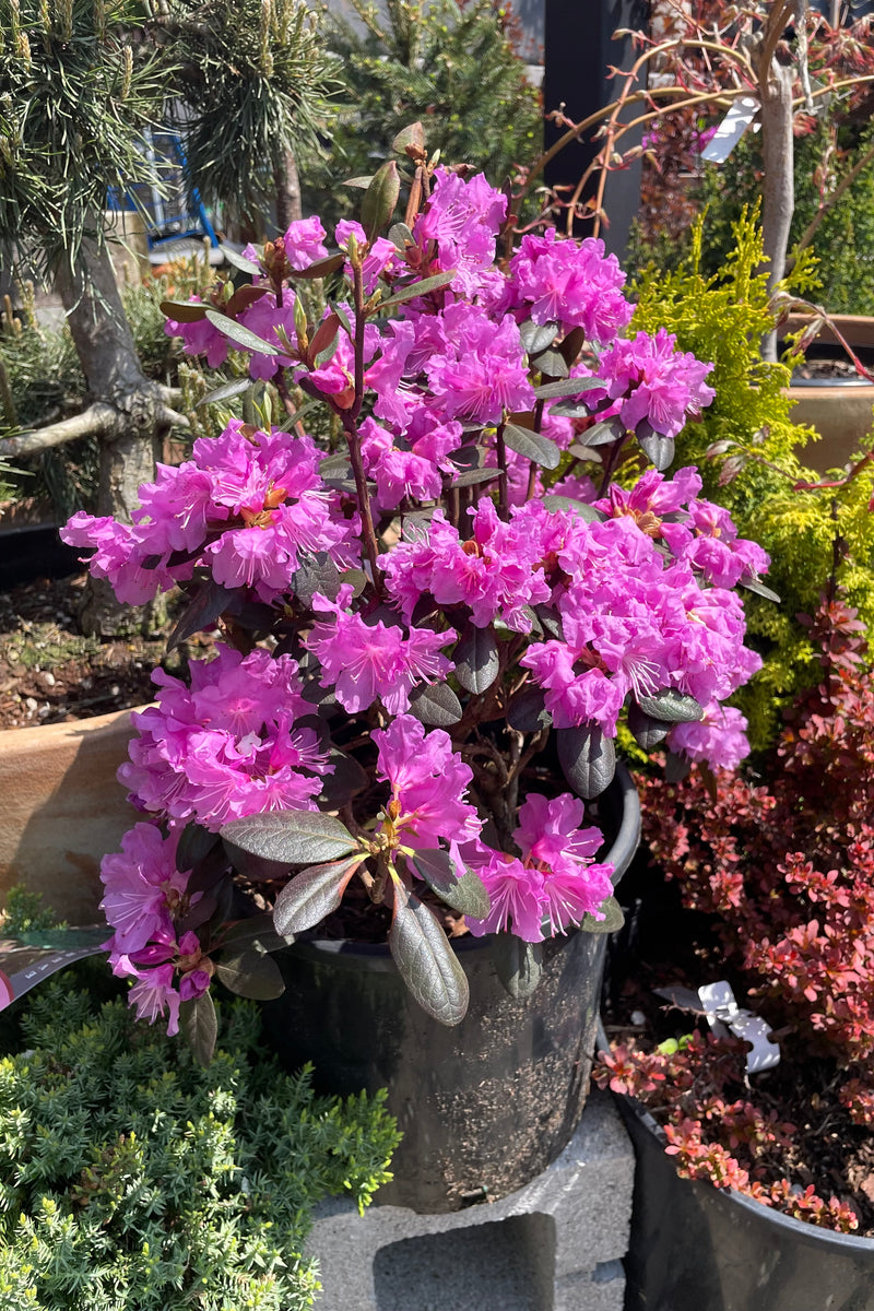 A Rhododendron 'P.J.M' in a #3 growers pot in full bloom during May in the Sprout Home yard. 