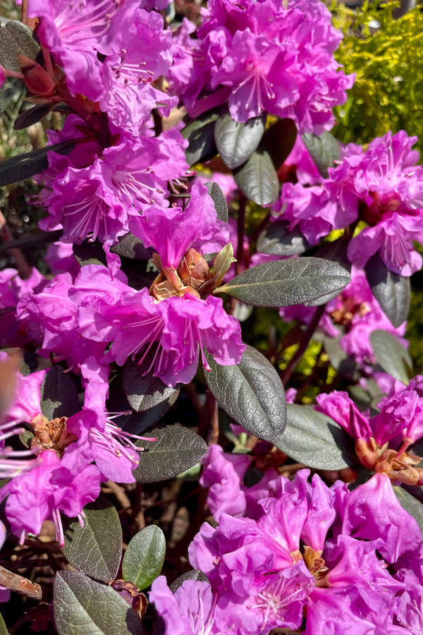 A detail picture showing the bright purple pink blooms of the Rhododendron 'P.J.M' in the Sprout Home yard the beginning of May.