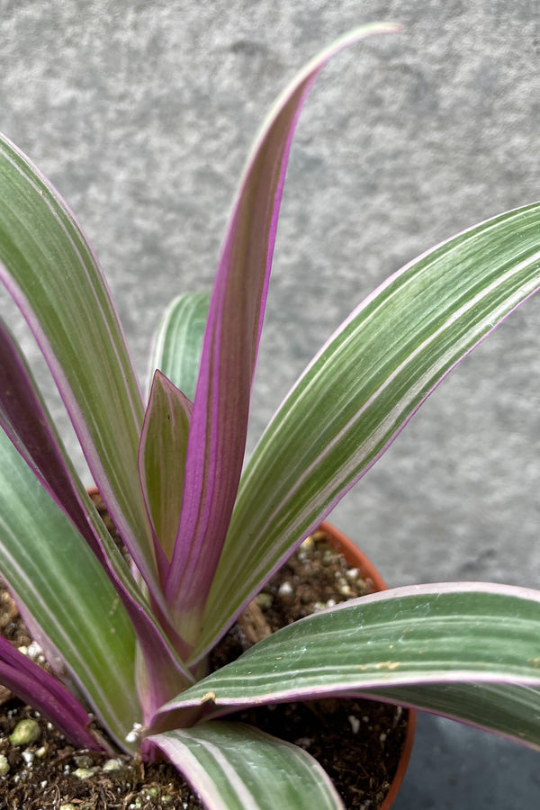 Tradescantia spathacea 4"