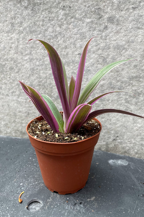 Tradescantia spathacea 4"