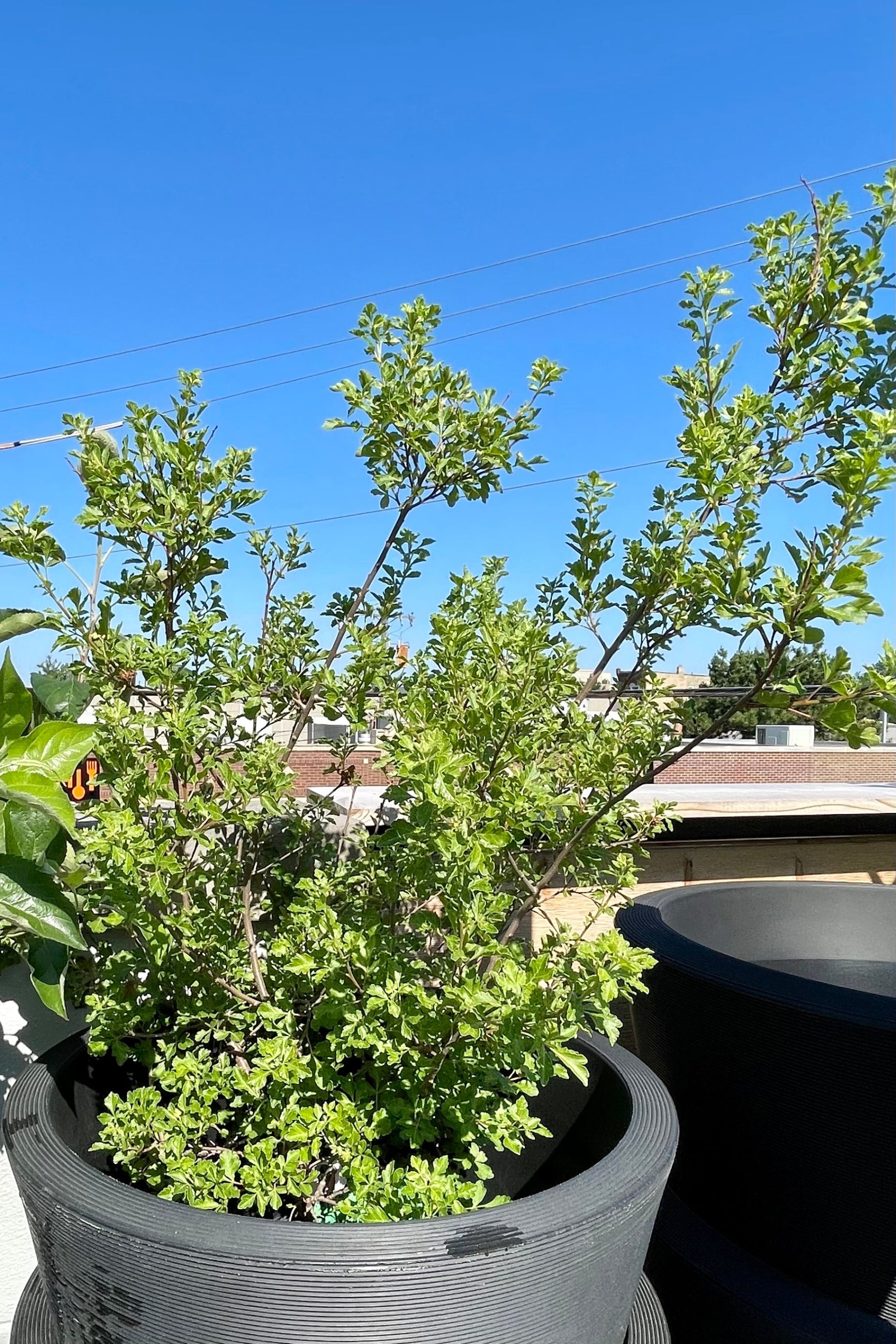 #2 pot size Rhus 'Lacette' sitting in a decorative pot against the blue sky the end of June on the Sprout Home roof.   ©Sprout Home