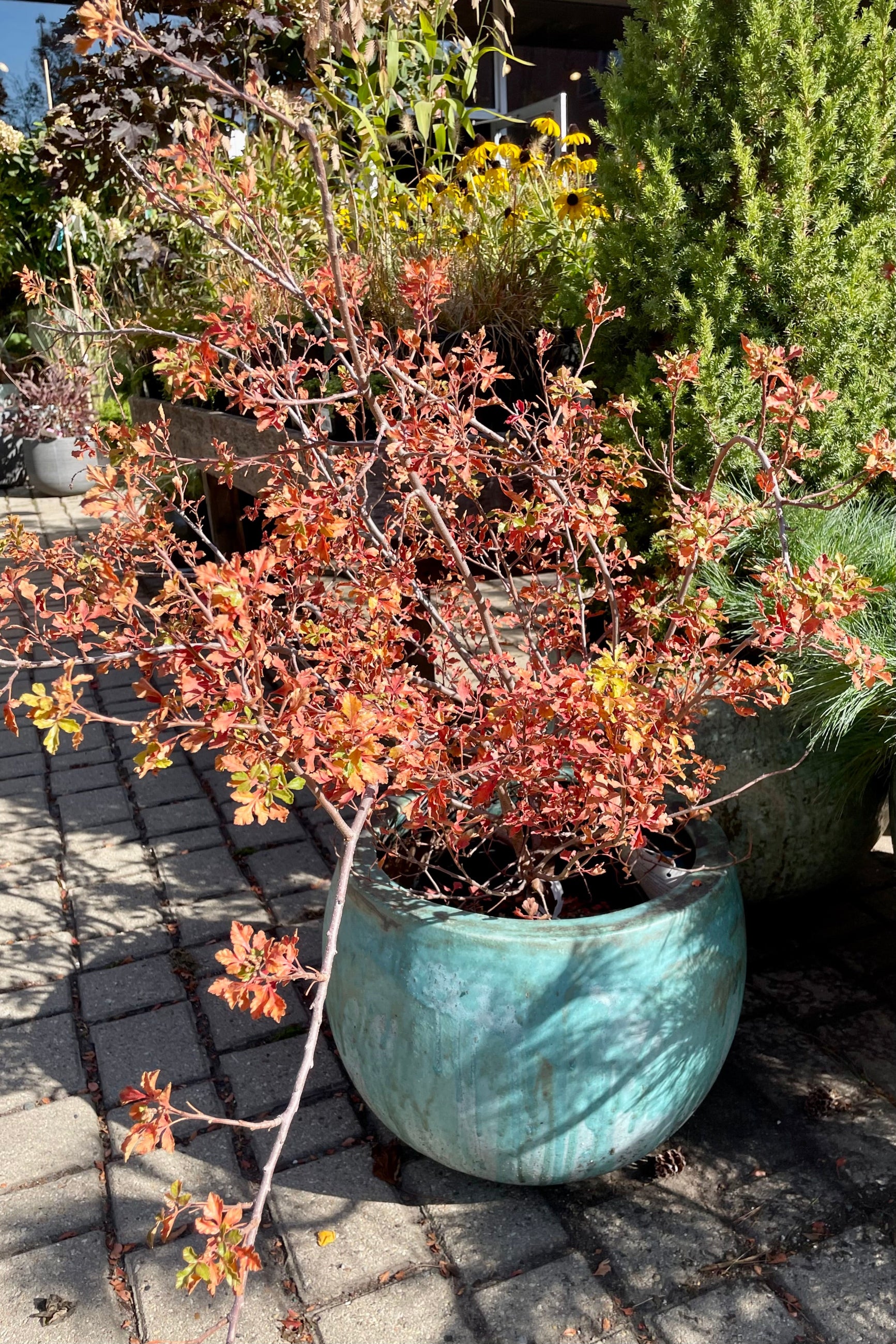 Rhus 'Lacette' in fall color the beginning of October #2 pot sitting in a decorative blue ceramic pot.    ©Sprout Home