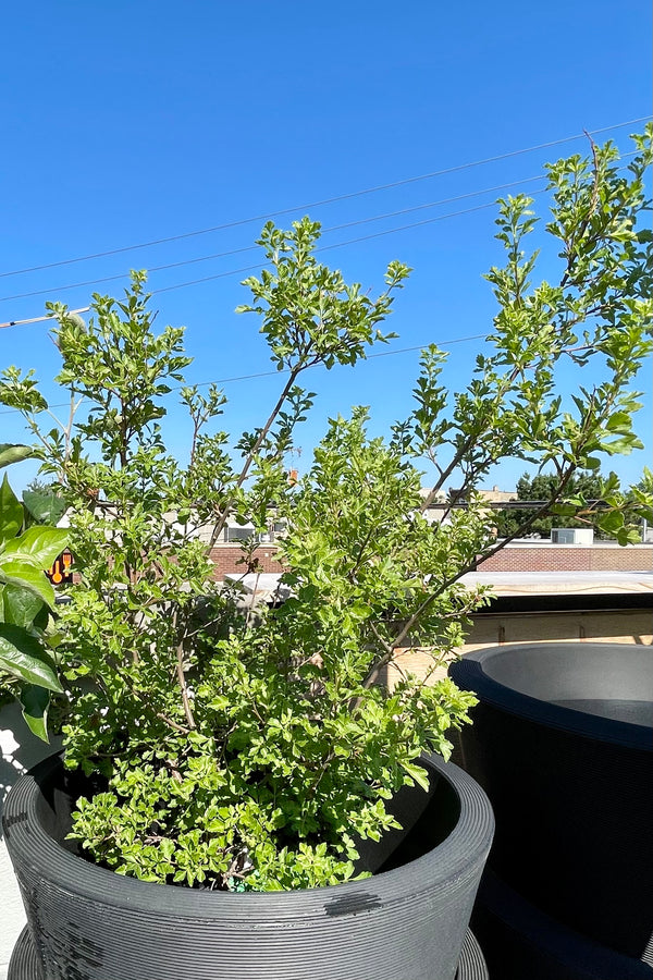 #2 pot size Rhus 'Lacette' sitting in a decorative pot against the blue sky the end of June on the Sprout Home roof. 