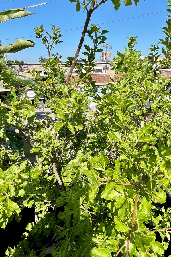 A close up picture of the green leaves of the tough Rhus 'Lacette' shrub against the blue sky the end of June at Sprout Home.