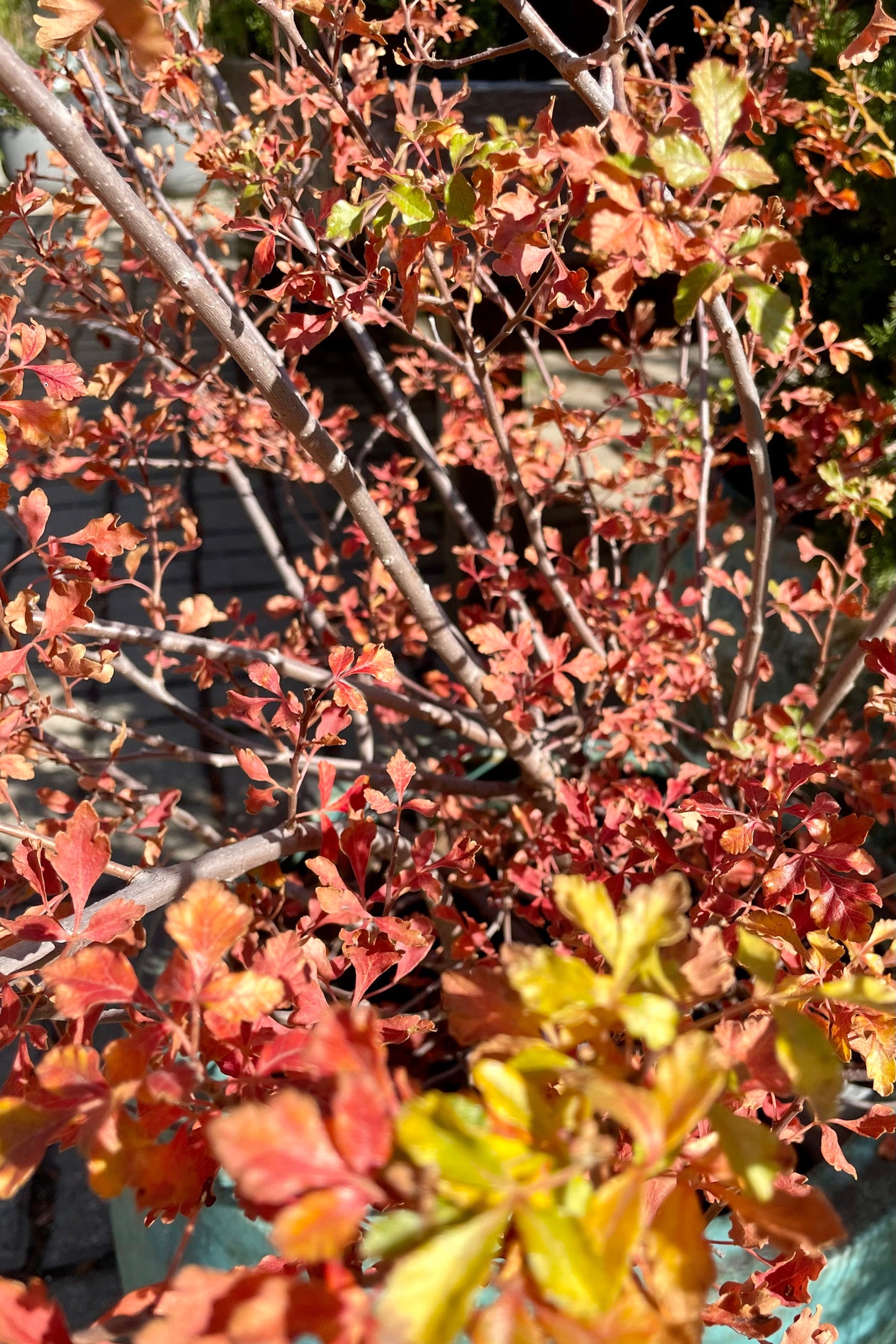 Fall coloration on the leaves of Rhus 'Lacette' the beginning of October at Sprout Home.    ©Sprout Home