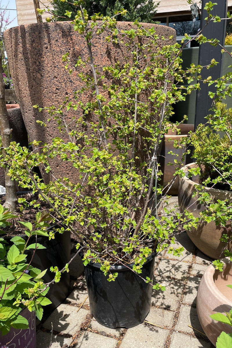 Ribes 'Green Mound' just starting to leaf out in April in a #2 pot size sitting in front of a terracotta stone pot. 