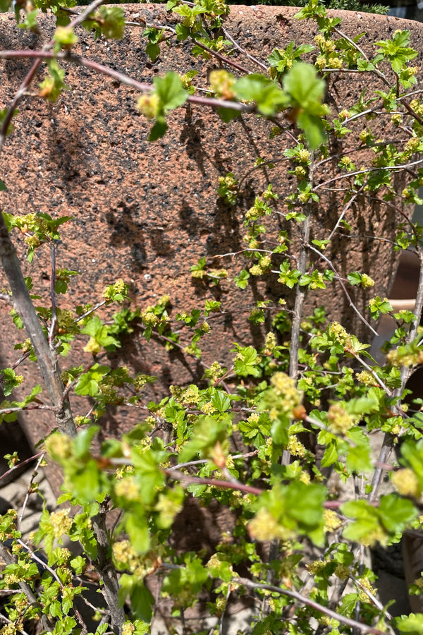 Ribes 'Green Mound' fresh new spring leaves the middle of April. 