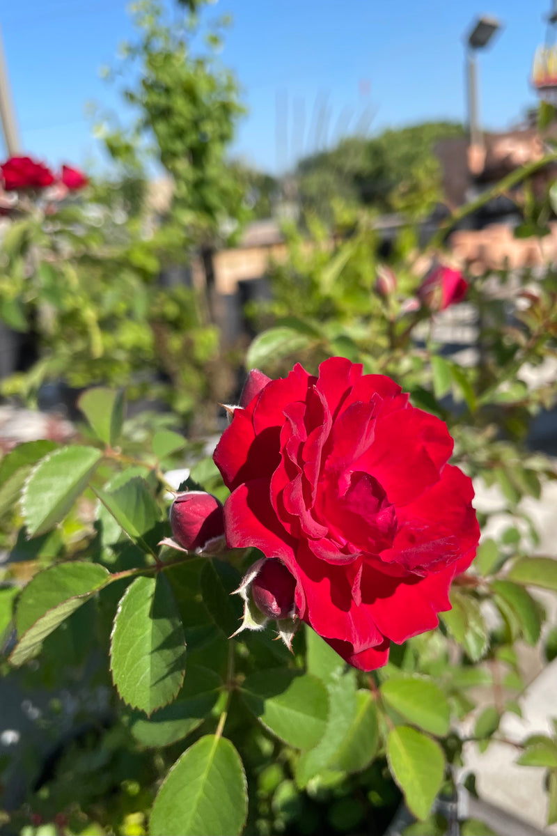 Rosa 'Cherry Frost' in bloom mid June at Sprout Home with its bright red medium size flowers and the sky in the background at Sprout Home.