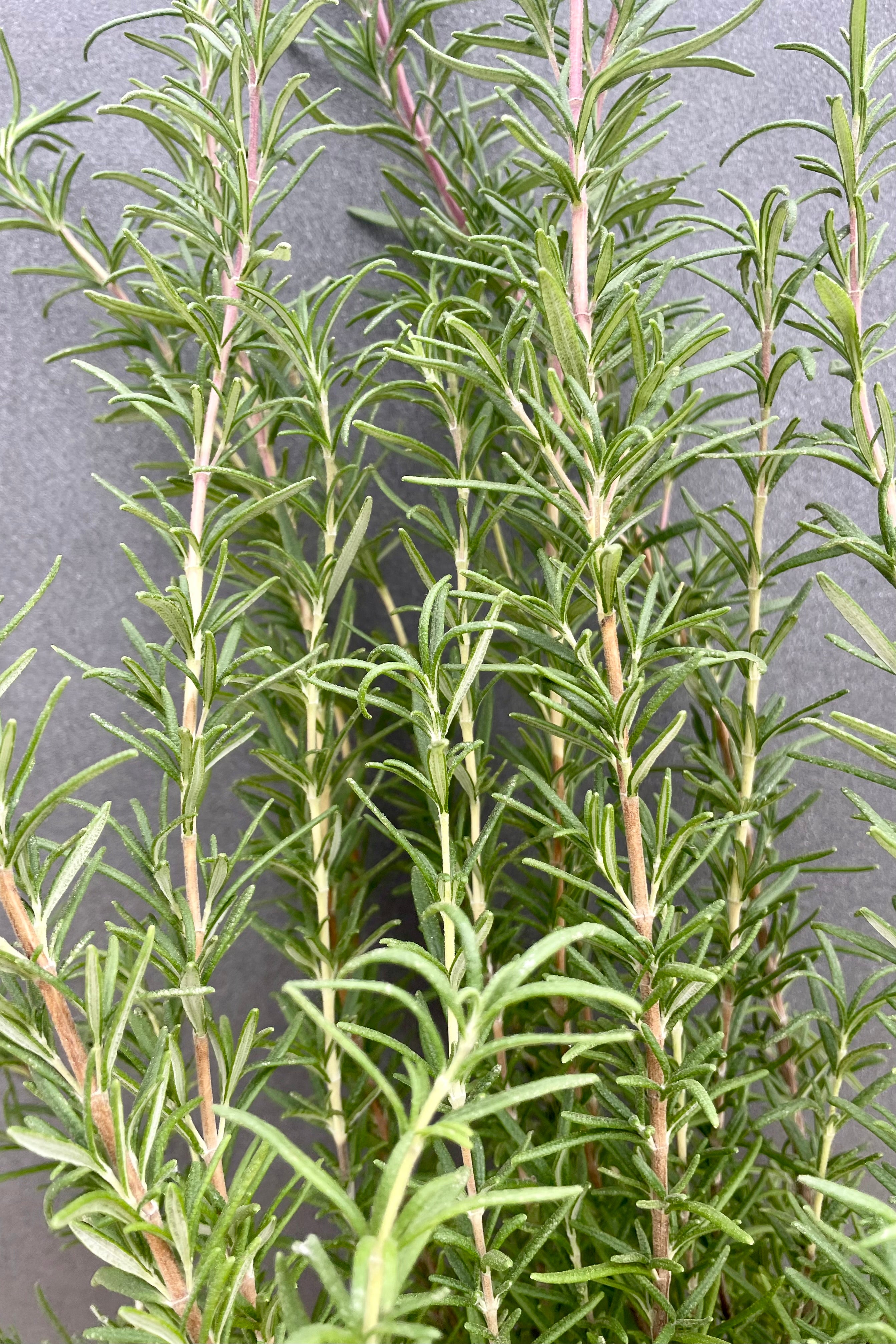 Rosemary 5"