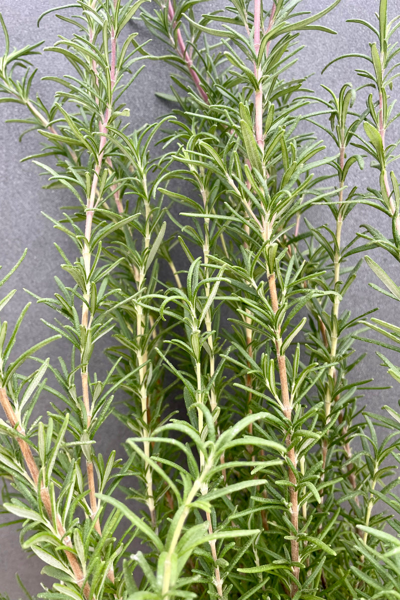 Rosemary 5"