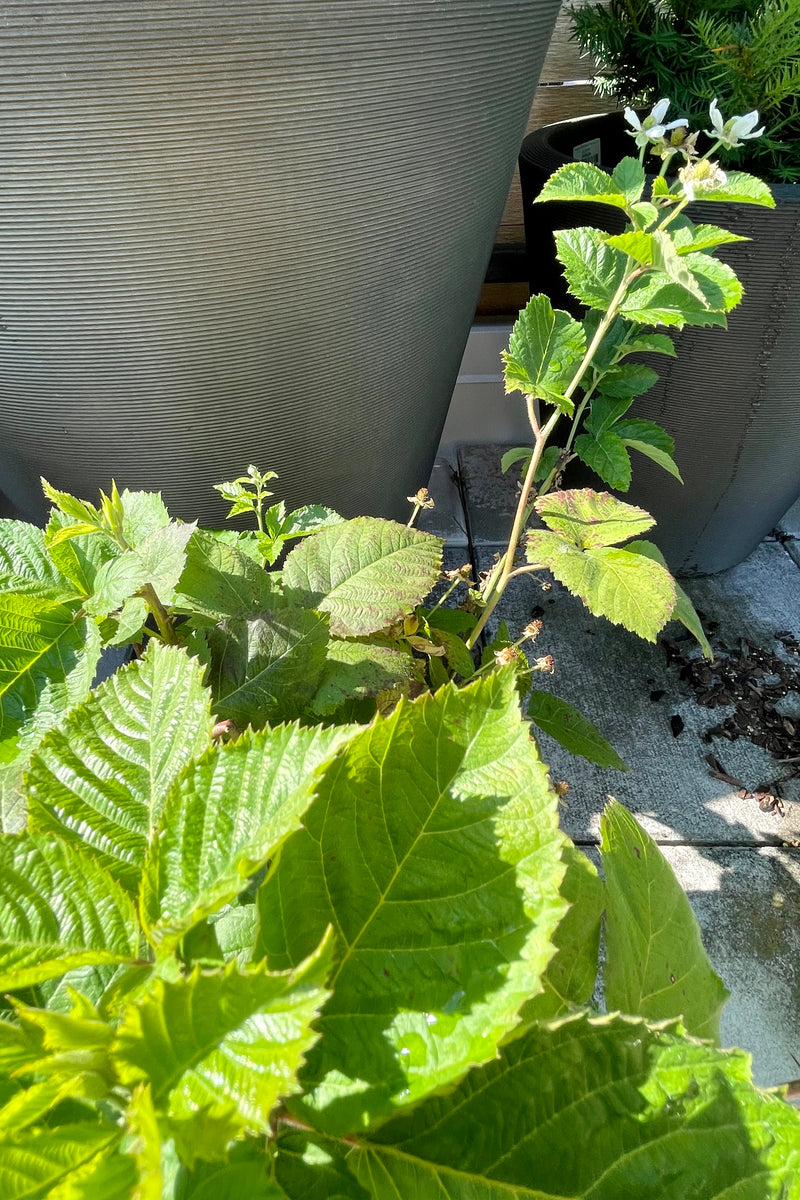 detail picture of Rubus 'Baby Cakes' blackberry bush with a dark bronze container in the background the end of June at Sprout Home.