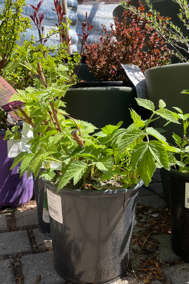 Rubus 'Caroline Raspberry' the middle of April before fruiting in a #1 pot. 