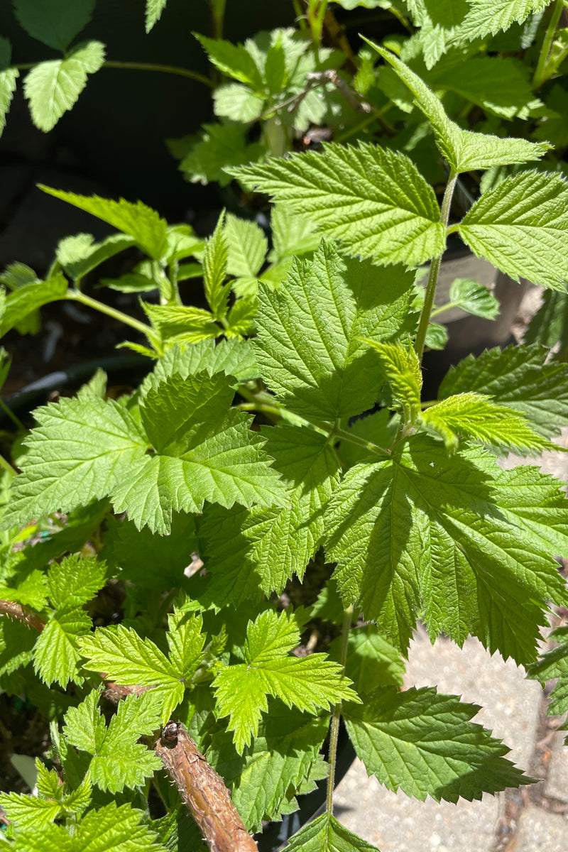 'Caroline Raspberry' the middle of April showing off its bright green textured leaves.