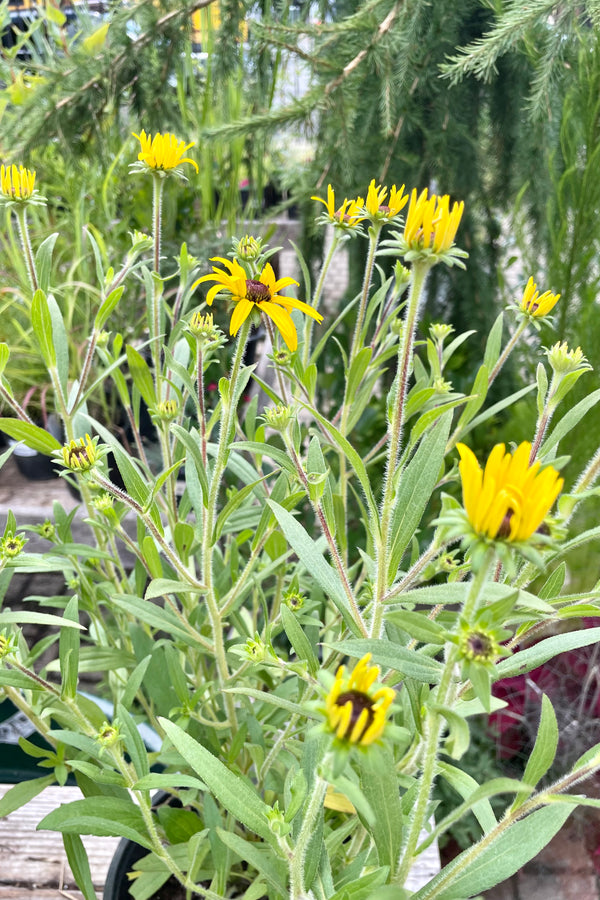 The bright yellow cone flowers with dark centers of the Rudbeckia 'American Gold Rush' end of July at Sprout Home.