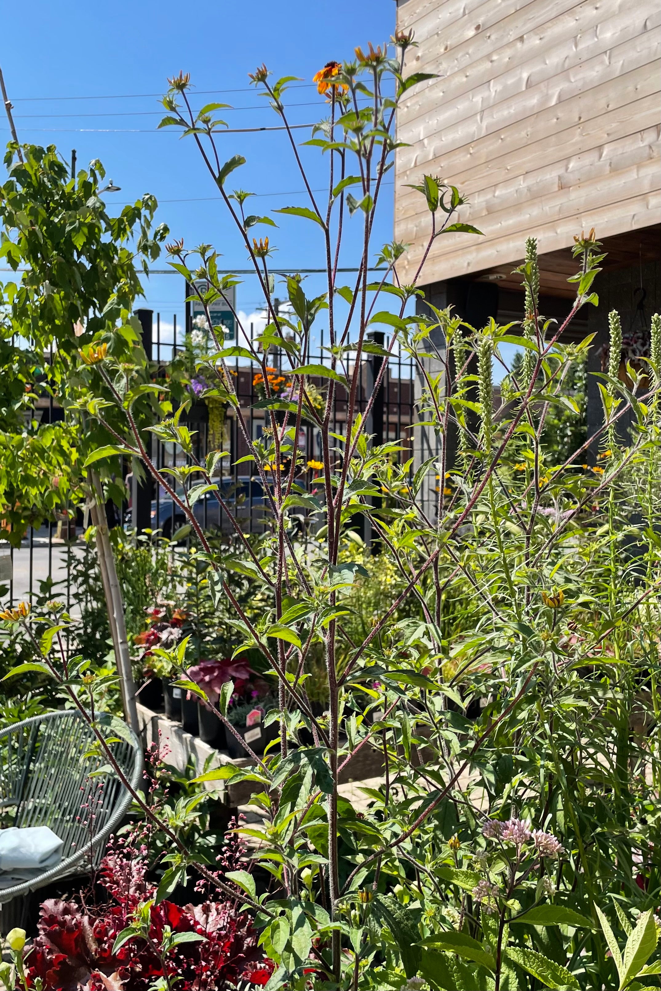 Rudbeckia 'Prairie Glow' in bloom surrounded by other perennials at Sprout Home in mid July. 