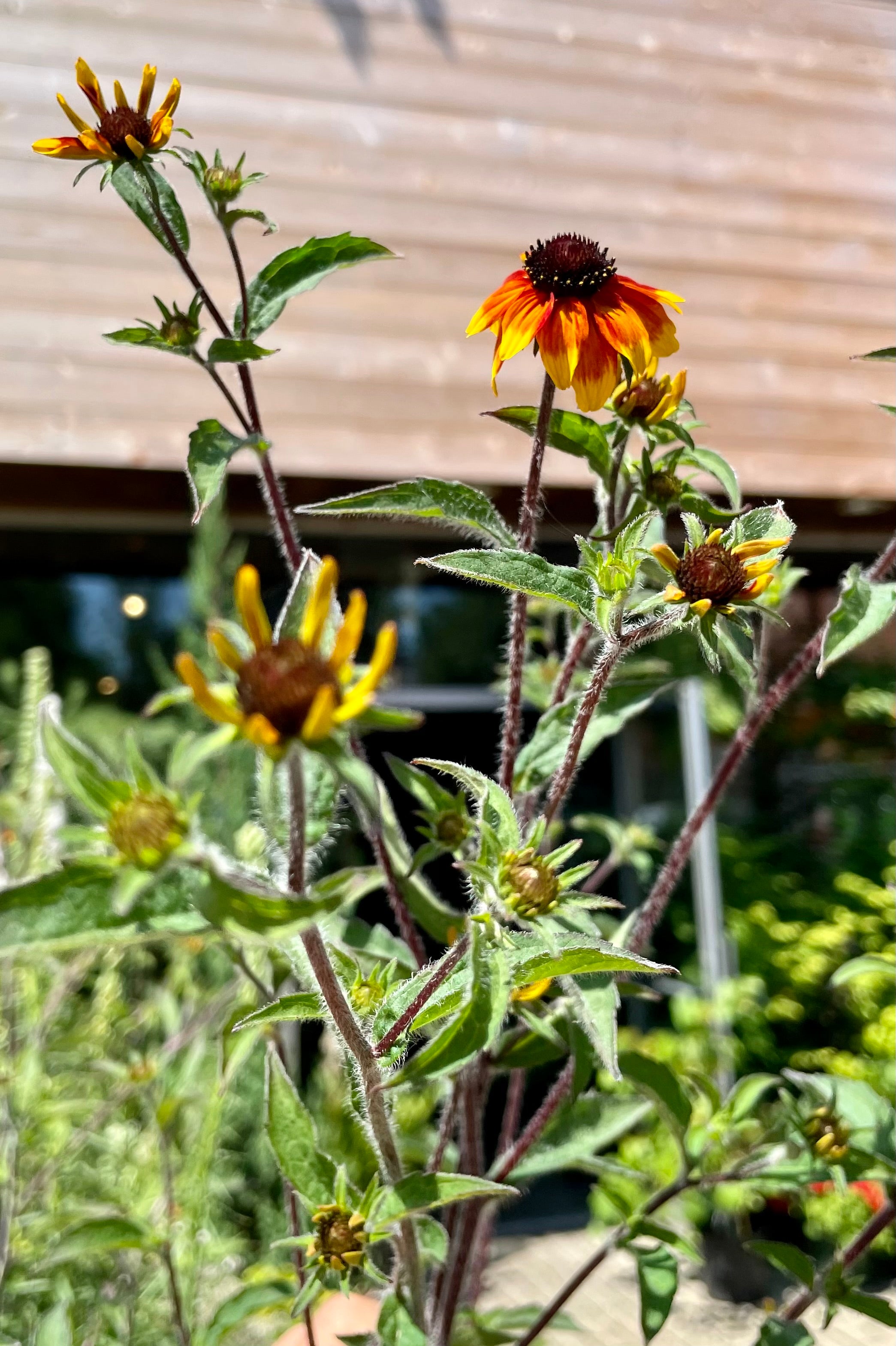 The yellow and red flowers of the 'Prairie Glow' Rudbeckia in mid July at Sprout Home.