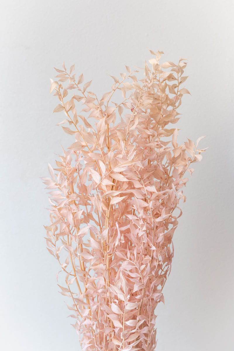 Pastel pink dried Ruscus against a white wall