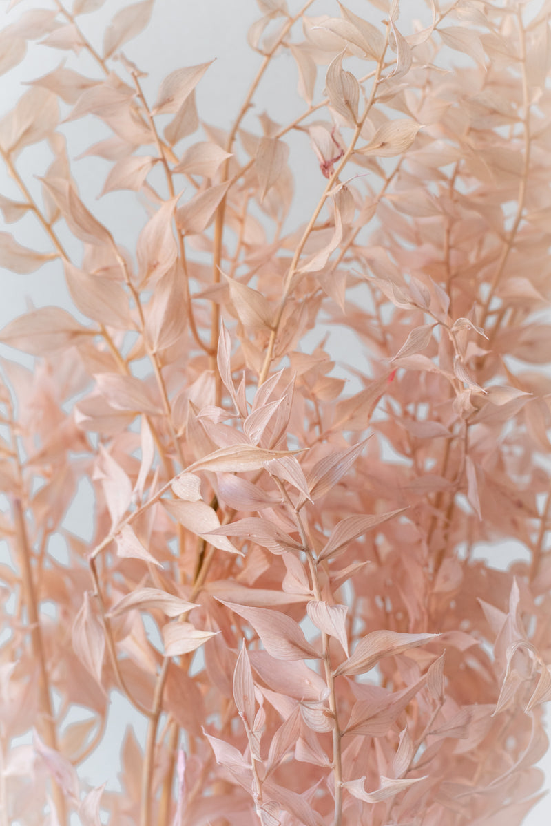 Close up of pastel pink dried Ruscus against a white wall